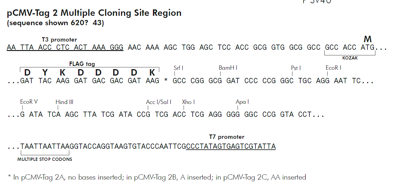 pCMV-Tag 2C 多克隆位点 点击看大图 pCMV-Tag 2C 多克隆位点